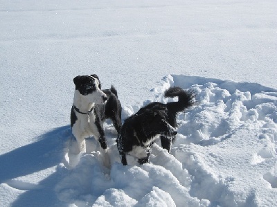 des Crocs de Provence - Gus et Foxie à la neige