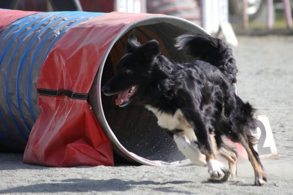 des Crocs de Provence - Concours d'agility de Saint Martin de Crau