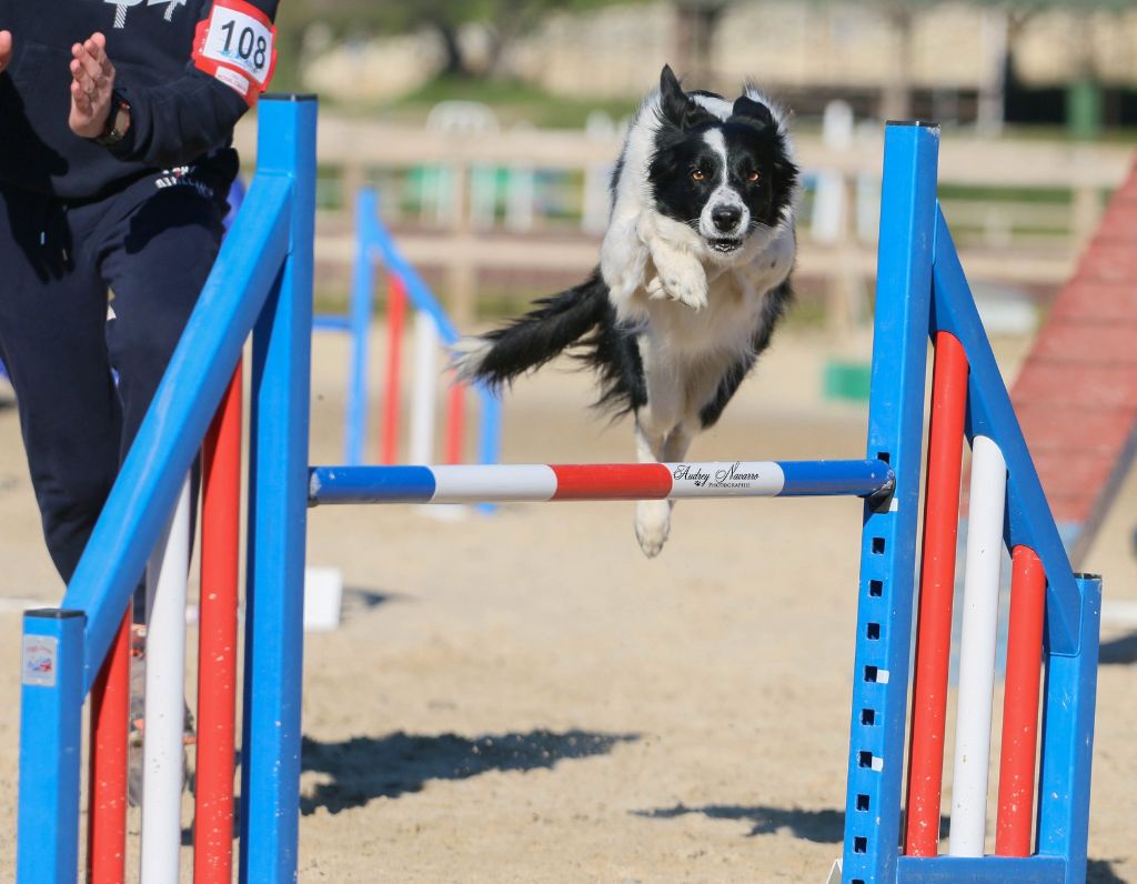 des Crocs de Provence - Concours d'agility d'Eurocopter