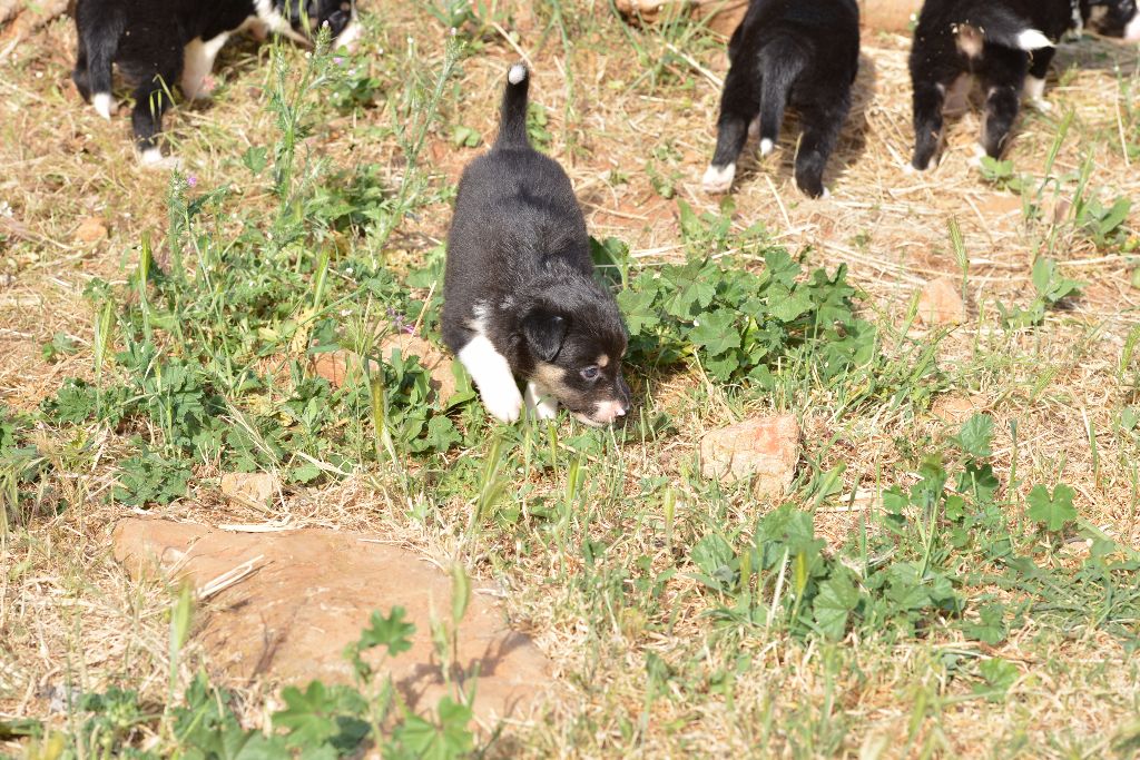 des Crocs de Provence - Les chiots ont été vermifugés