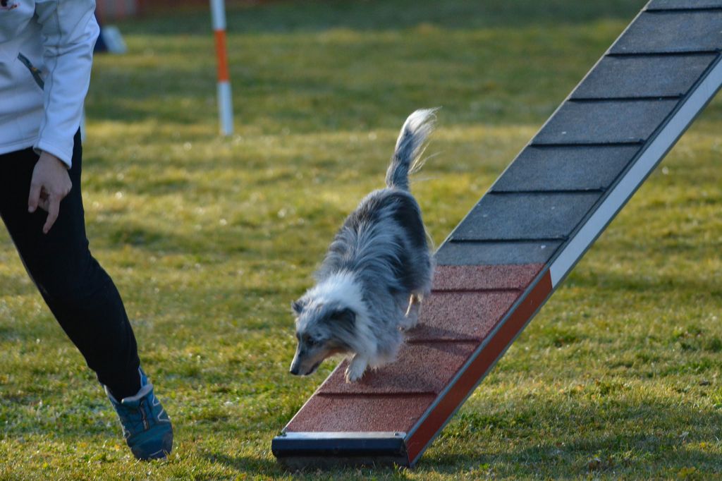 des Crocs de Provence - Concours d'agility des Cadéous