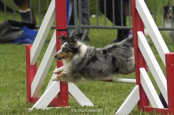 des Crocs de Provence - Concours d'agility de Jeurre