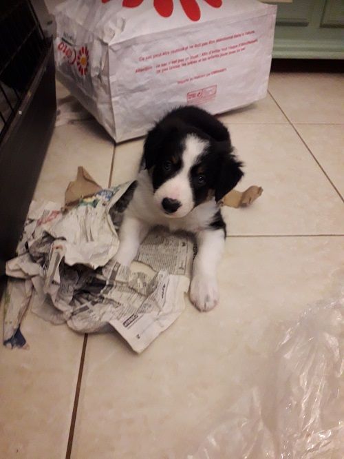 des Crocs de Provence - Les chiots de Ippon et Glen ont eu 6 semaines