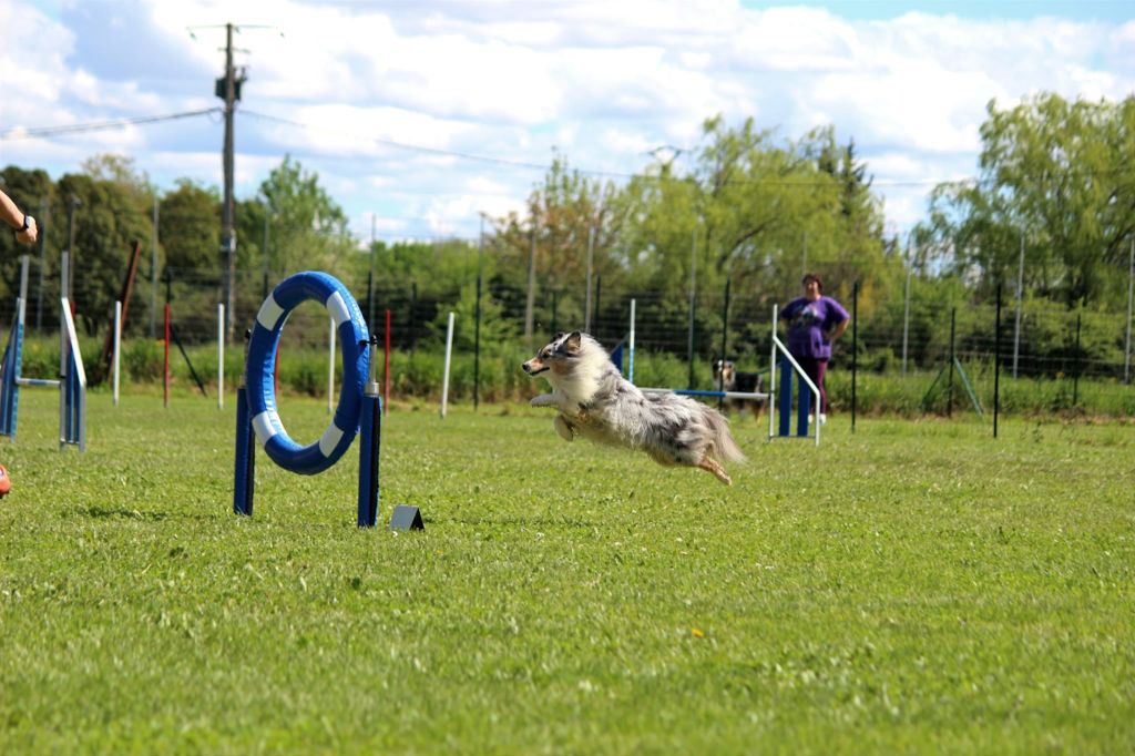 des Crocs de Provence - Légolas au Concours d'agility d'Orange Caderousse