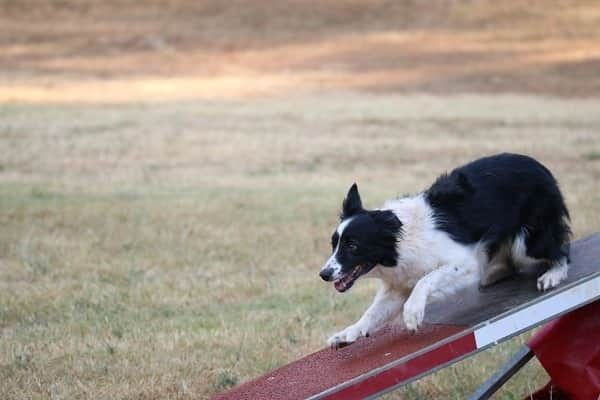 des Crocs de Provence - Concours d'agility des Cadéous