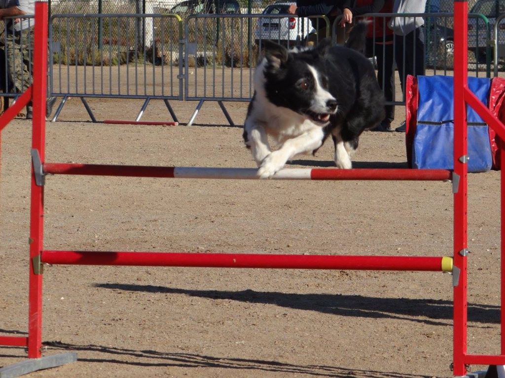 des Crocs de Provence - Concours d'agility du PUCH