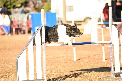 des Crocs de Provence - Concours d'agility des Cadéou