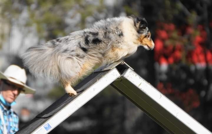 des Crocs de Provence - Concours d'agility des Cadéous