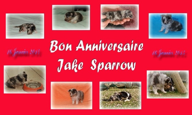 des Crocs de Provence - Joyeux Anniversaire Jake Sparrow