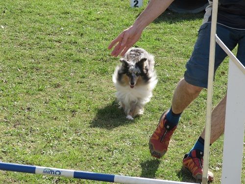 des Crocs de Provence - Brevet d'agility pour Jen