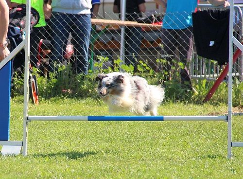 des Crocs de Provence - Concours d'agility de Ferrals les Corbières