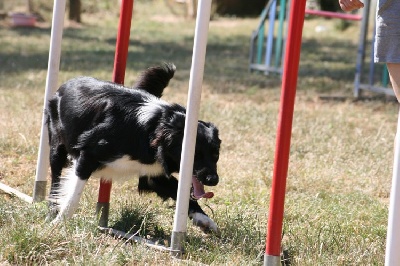 des Crocs de Provence - Brevet d'agility pour Fada