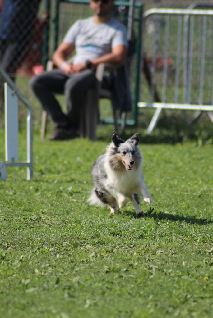 des Crocs de Provence - Concours d'agility de Saint Etienne de Crossey