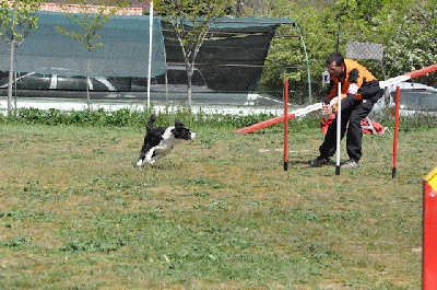 des Crocs de Provence - Concours d'agility d'Educ'agyl