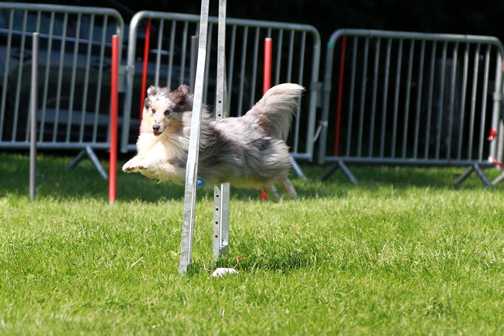 des Crocs de Provence - June en concours d'agility à Chambéry