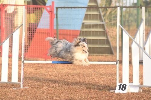 des Crocs de Provence - Concours d'agility de Cannes