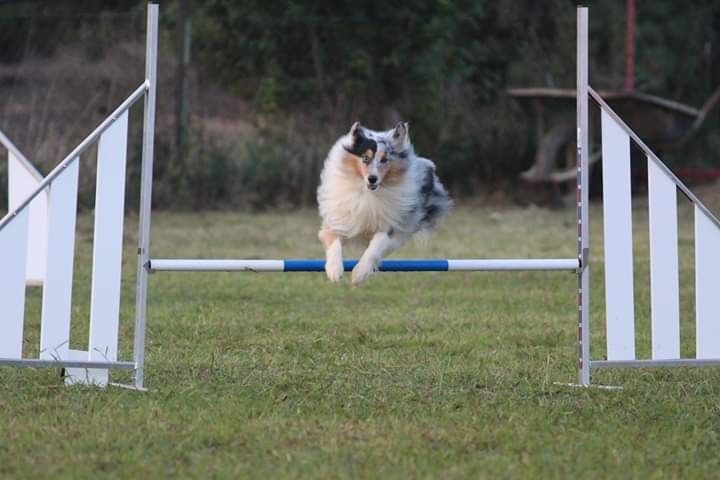 des Crocs de Provence - Concours d'agility d'Eurocopter