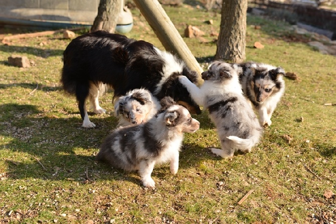 des Crocs de Provence - Les chiots ont 7 semaines