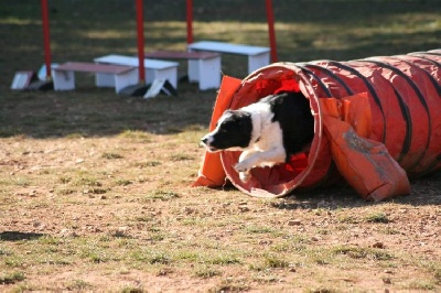 des Crocs de Provence - Concours d'agility du Chaffaut