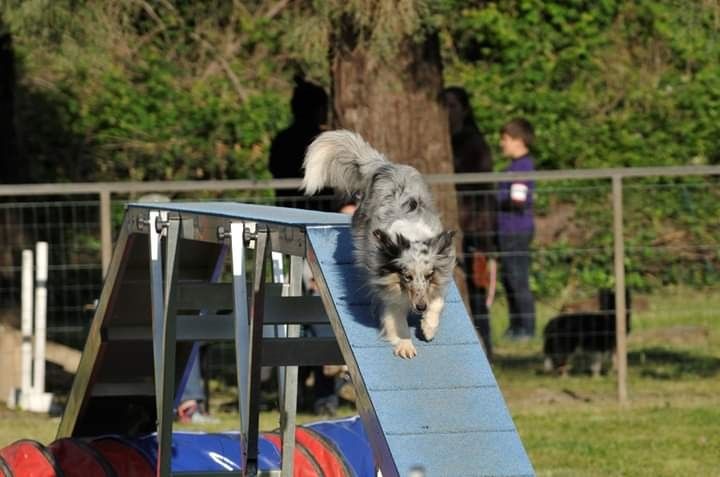 des Crocs de Provence - Concours d'agility de Chambéry