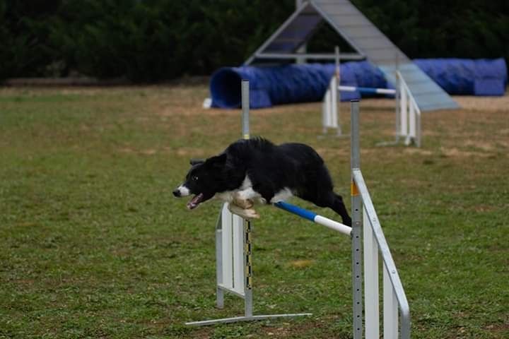 des Crocs de Provence - Concours d'agility du CAC 83