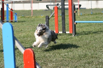 des Crocs de Provence - First Lady au concours d'agility de Saint Martin la Plaine