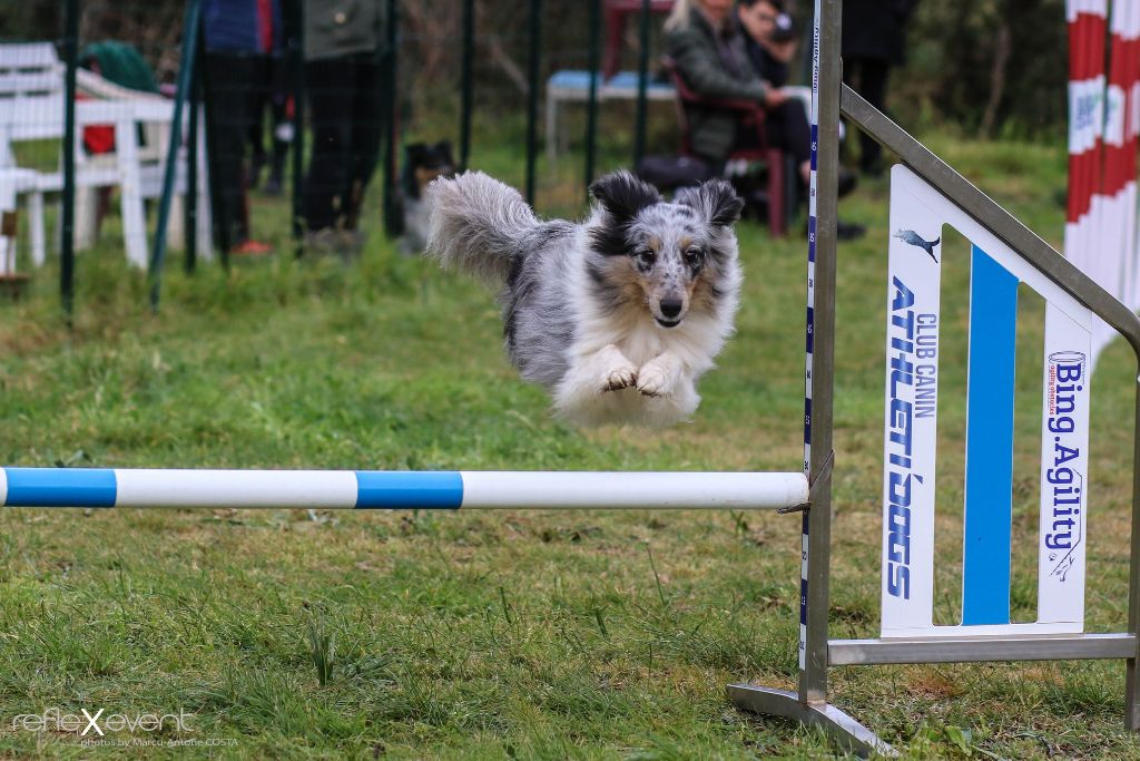 des Crocs de Provence - Concours d'agility de Villy le Pelloux