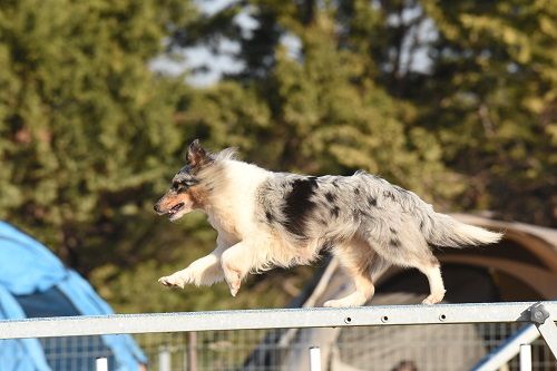 des Crocs de Provence - J'imagine au Championnat de France d'agility