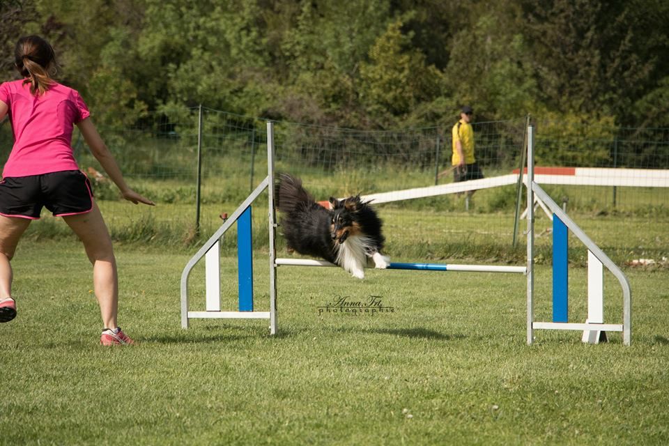 des Crocs de Provence - Concours d'agility de Briançon