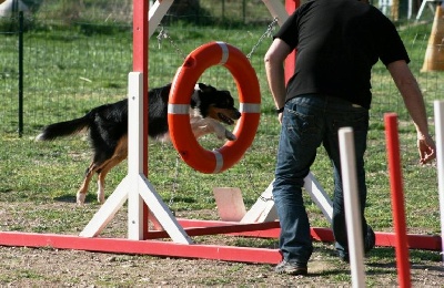 des Crocs de Provence - Foxty en agility