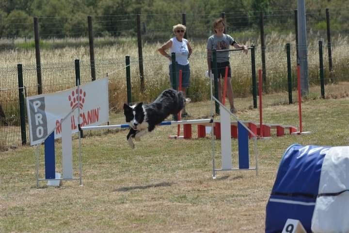 des Crocs de Provence - Brevet d'agility pour Overcome dit Opium