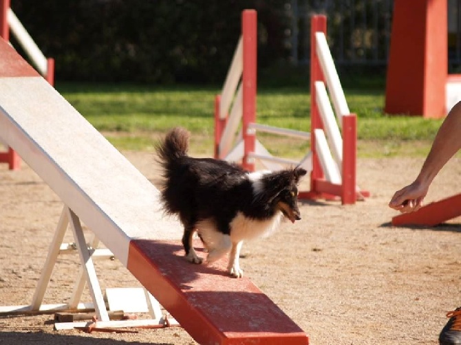 des Crocs de Provence - Concours d'agility du G.A.D.