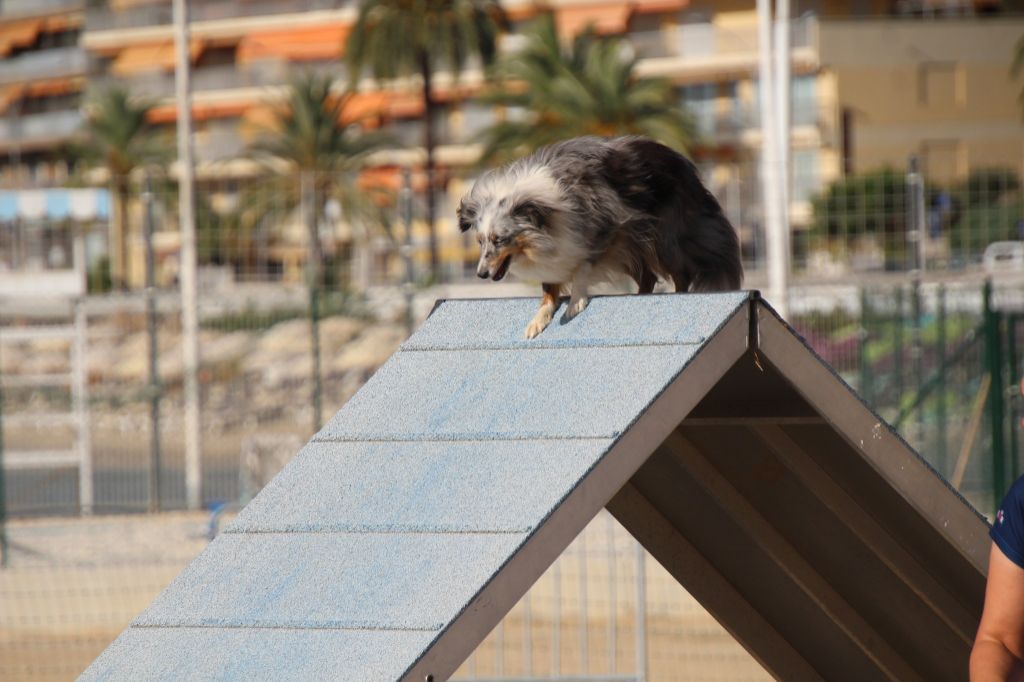 des Crocs de Provence - Concours d'agility de Saint Martin de Crau