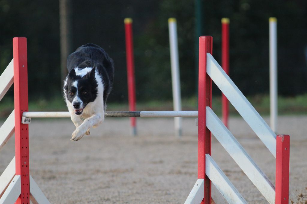 des Crocs de Provence - Concours d'agility d'Eurocopter