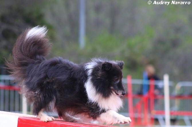 des Crocs de Provence - Concours d'agility d'Avallon