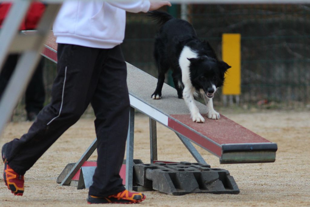 des Crocs de Provence - Concours d'agility de Chateauroux