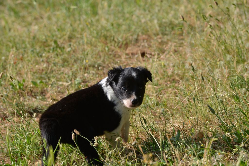 des Crocs de Provence - Les chiots de Ippon et Djic ont eu 1 mois