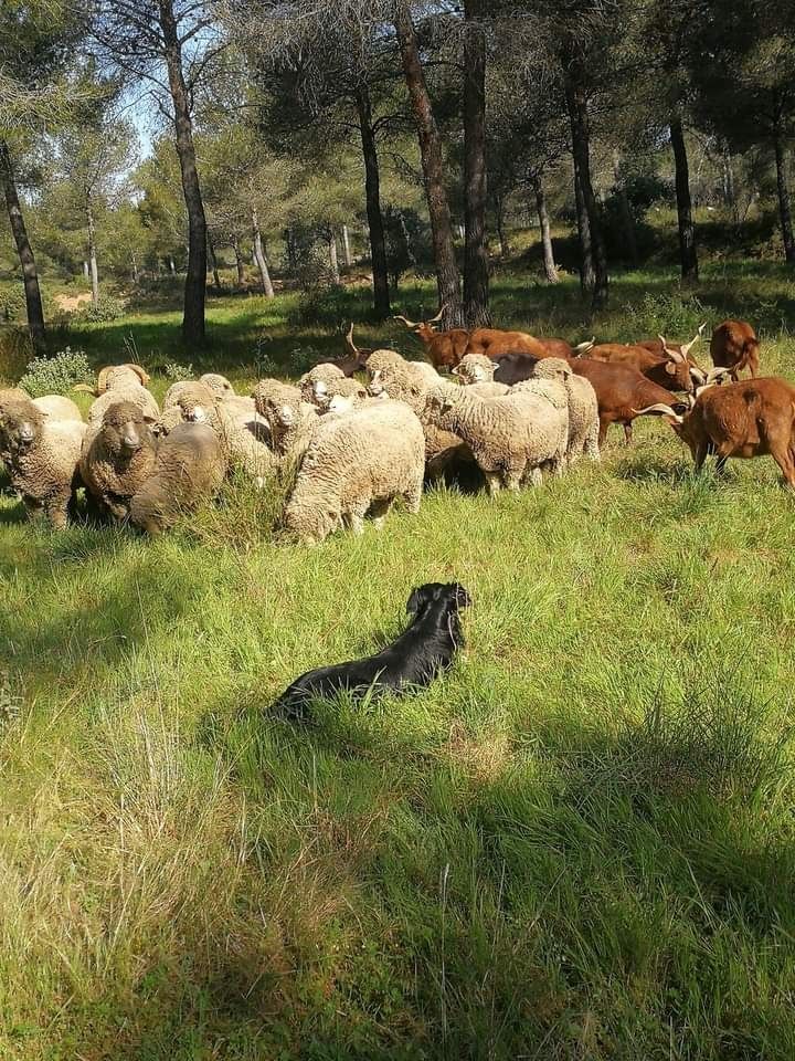 des Crocs de Provence - Des nouvelles d'Occitanie