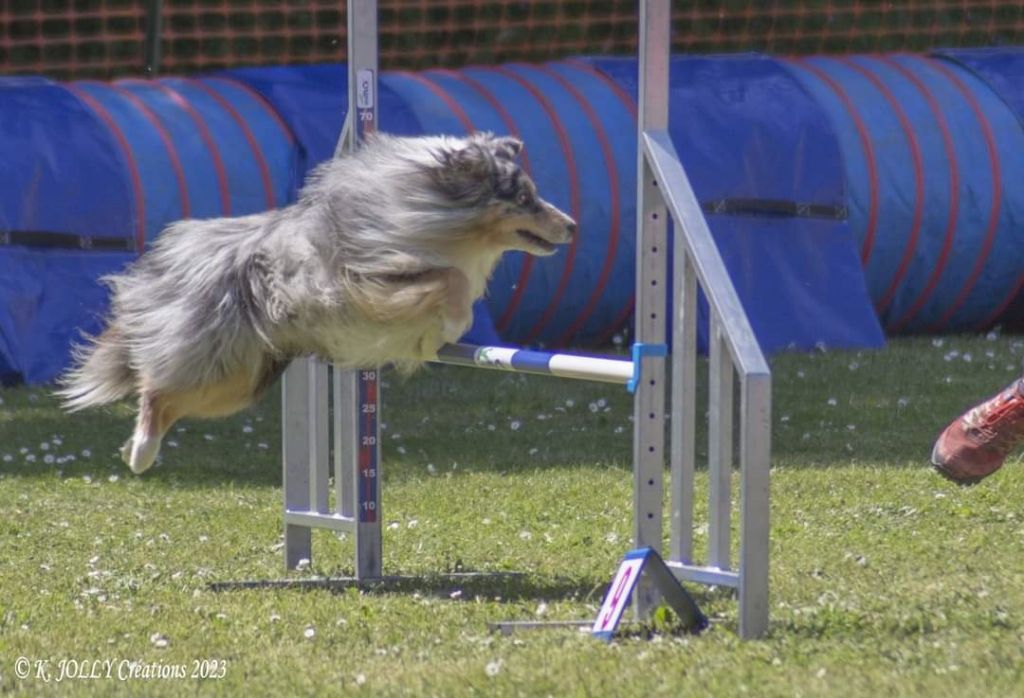 des Crocs de Provence - N'Joy Magic Bleu au Championnat de France d'agility