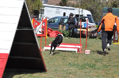 des Crocs de Provence - Concours d'agility de Mouriès