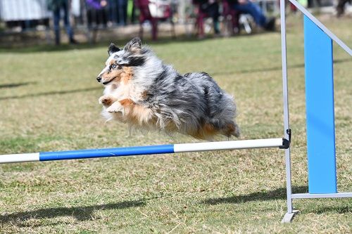 des Crocs de Provence - Concours d'agility des Cadéous