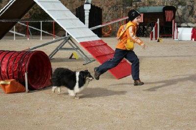 des Crocs de Provence - Concours d'agility de Monaco