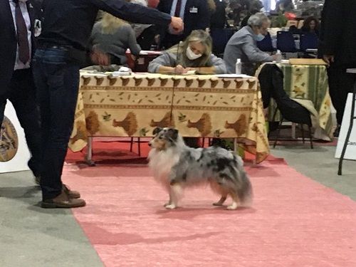 des Crocs de Provence - Régionale Bergers des Shetland