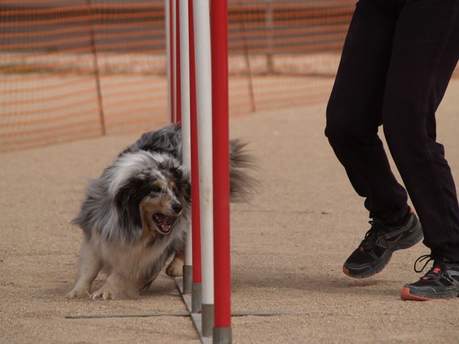 des Crocs de Provence - Concours d'agility d'Ollioules