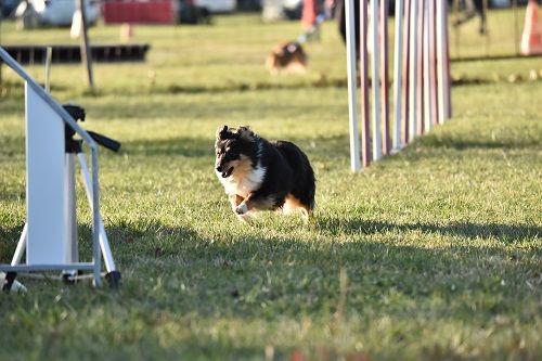 des Crocs de Provence - Concours d'agility de Coyote Club