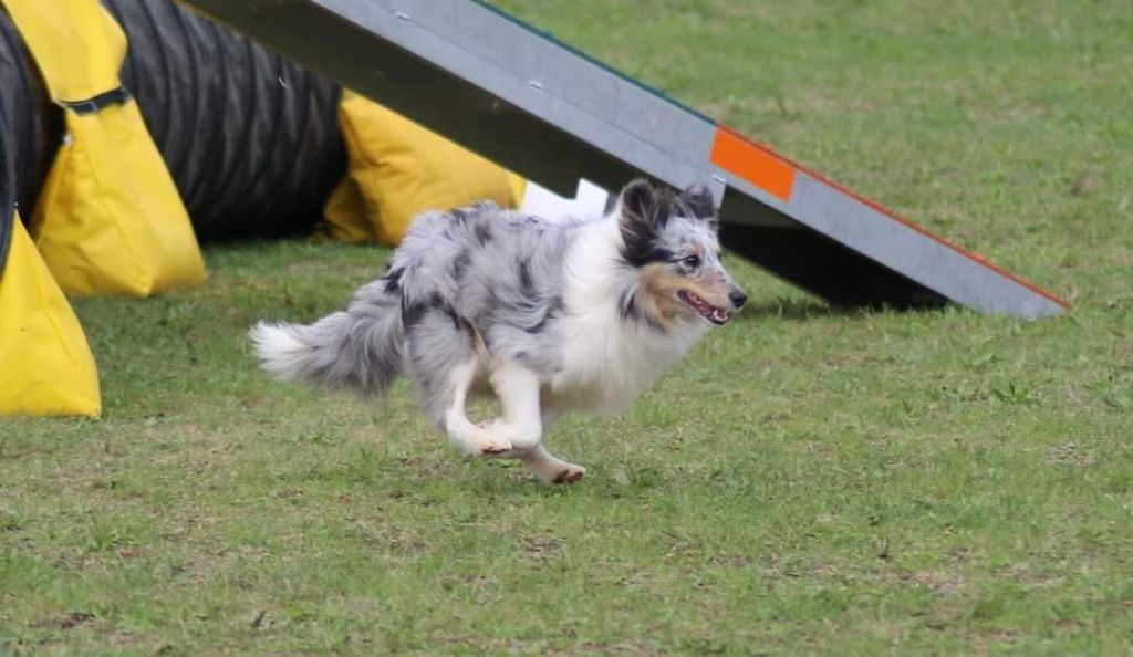 des Crocs de Provence - J'imagine au Championnat de France d'agility des Bergers des Shetland 