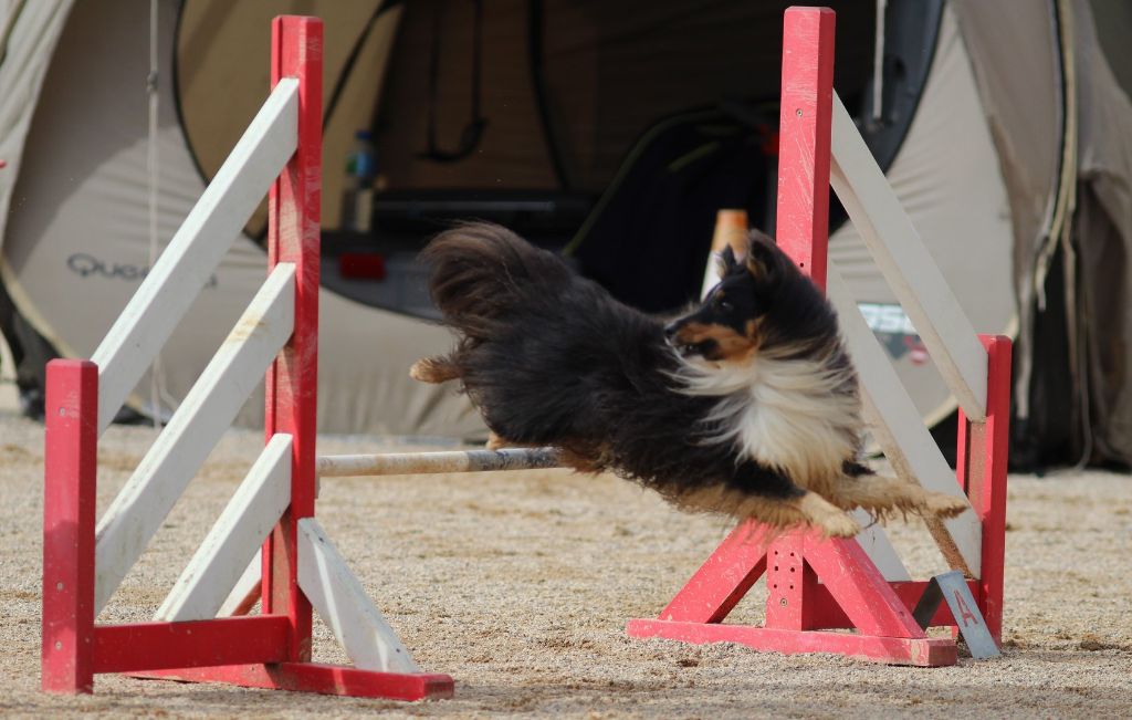 des Crocs de Provence - Concours d'agility priorité Bergers des Shetland