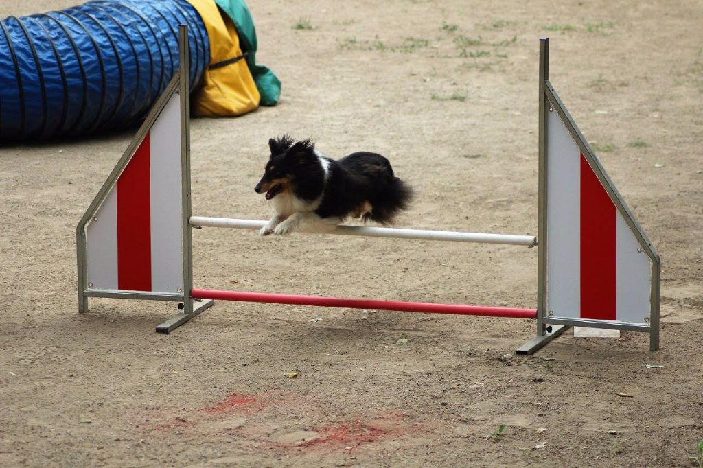 des Crocs de Provence - Concours d'agility de Villeneuve Loubet