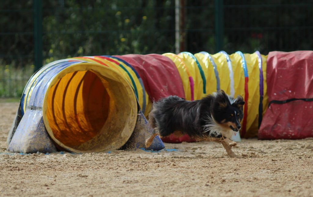 des Crocs de Provence - Concours d'agility des Cadéous