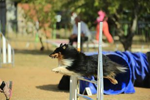 des Crocs de Provence - Concours d'agility de Garéoult